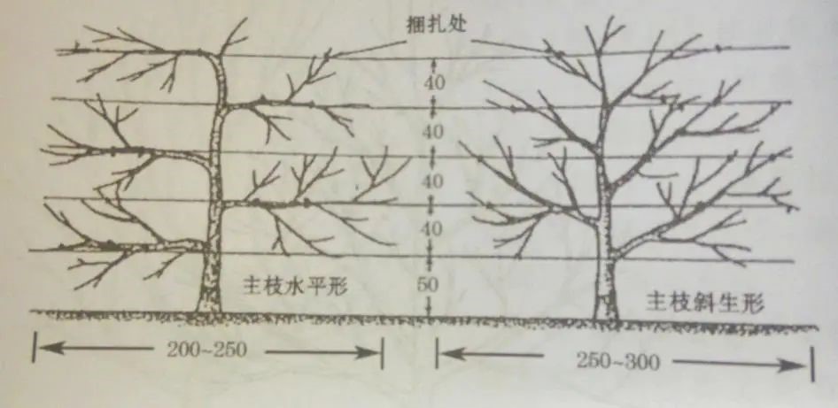 圖6籬壁形.jpg