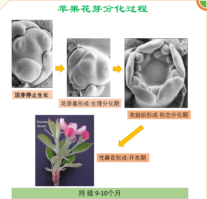 蘋果花芽分化.png