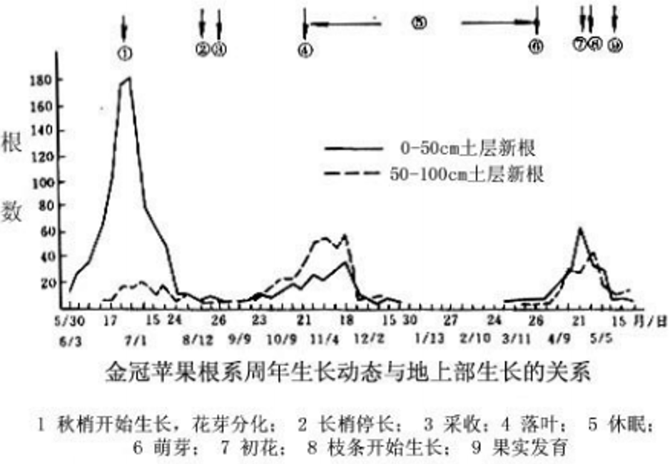 金冠蘋果根系.png