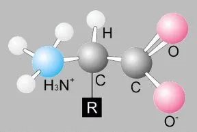 氨基酸.jpg