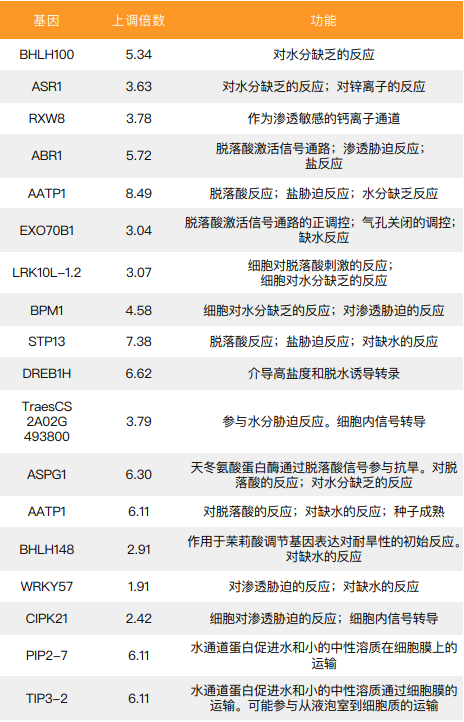 改性腐植酸對小麥抗旱相關基因的刺激.png